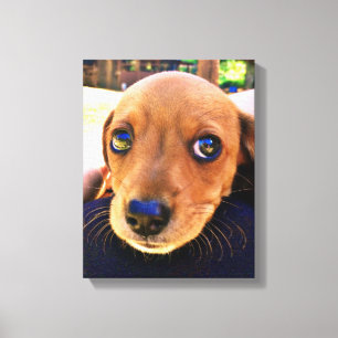Cute Brown Dachshund Puppy Hund Canvastryck