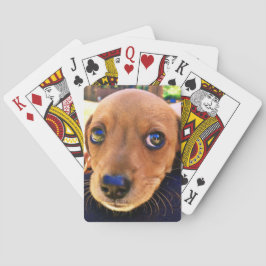Cute Brown Dachshund Puppy Hund Casinokort