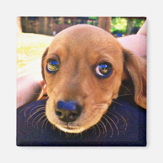 Cute Brown Dachshund Puppy Hund Magnet (Framsidan)