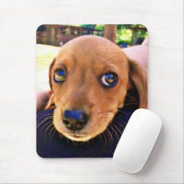 Cute Brown Dachshund Puppy Hund Musmatta