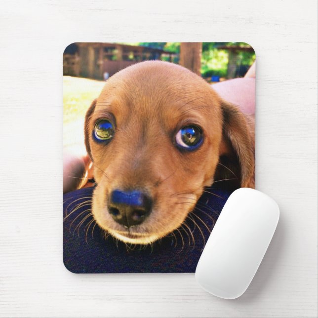 Cute Brown Dachshund Puppy Hund Musmatta (Med mus)