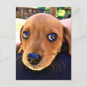 Cute Brown Dachshund Puppy Hund Vykort