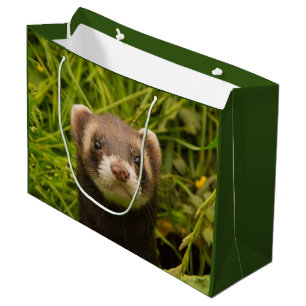 Cute Brown Ferret i Grass