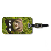 Cute Brown Ferret i Grass