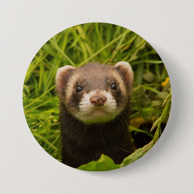 Cute Brown Ferret i Grass Knapp (Framsida)