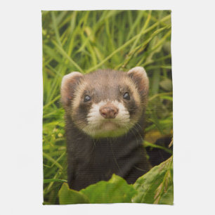 Cute Brown Ferret i Grass Kökshandduk