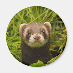 Cute Brown Ferret i Grass Magnet