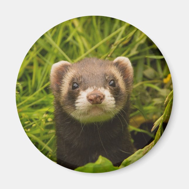 Cute Brown Ferret i Grass Magnet (Framsidan)