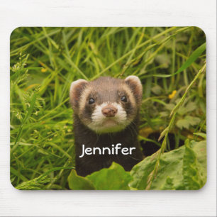 Cute Brown Ferret i Grass Musmatta