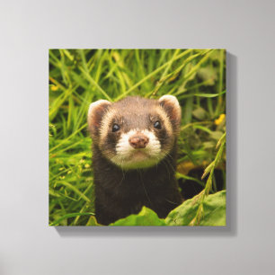 Cute Brown Ferret i Grass Photo Canvastryck