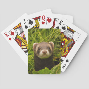 Cute Brown Ferret i Grass Photo Casinokort