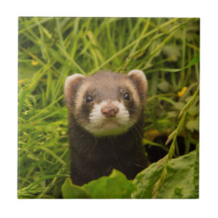 Cute Brown Ferret i Grass Photo Kakelplatta