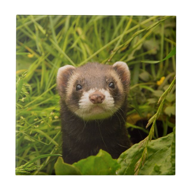Cute Brown Ferret i Grass Photo Kakelplatta (Framsidan)