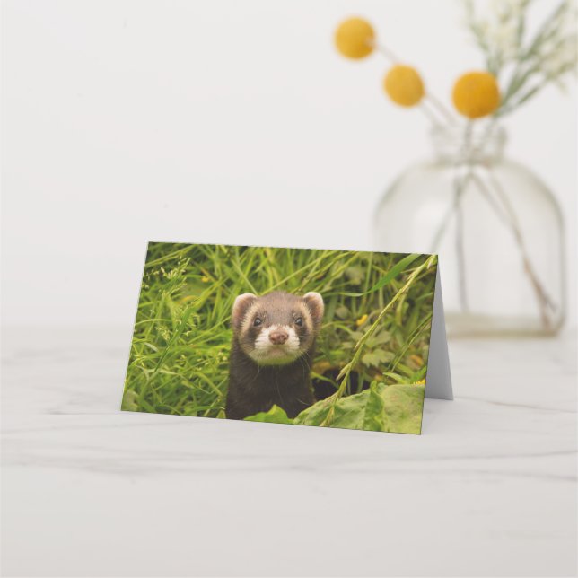 Cute Brown Ferret i Grass Photo Placeringskort (Framsida)