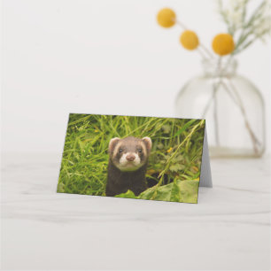 Cute Brown Ferret i Grass Photo Placeringskort