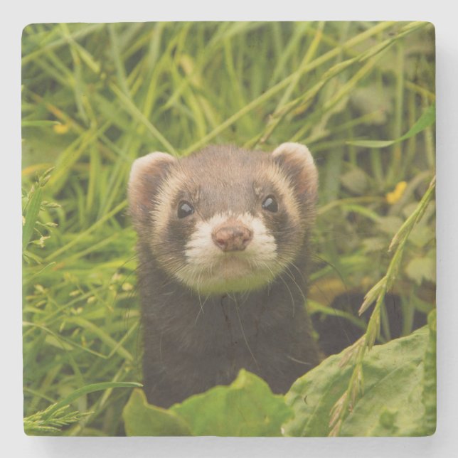 Cute Brown Ferret i Grass Photo Stenunderlägg (Framsidan)