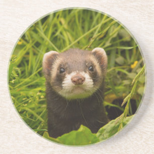 Cute Brown Ferret i Grass Photo Underlägg