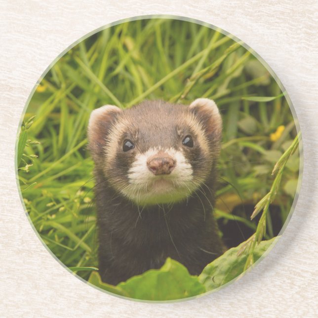 Cute Brown Ferret i Grass Photo Underlägg (Framsidan)