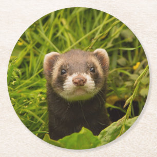 Cute Brown Ferret i Grass Photo Underlägg Papper Rund