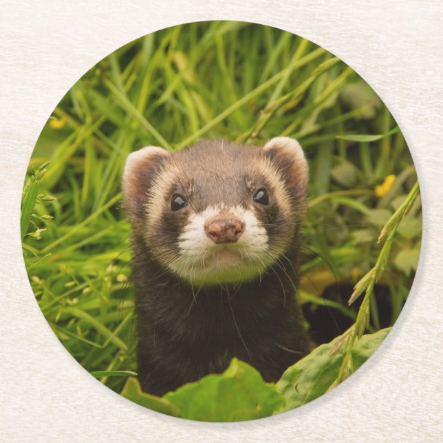Cute Brown Ferret i Grass Photo Underlägg Papper Rund (Framsidan)
