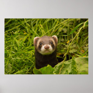 Cute Brown Ferret i Grass Poster