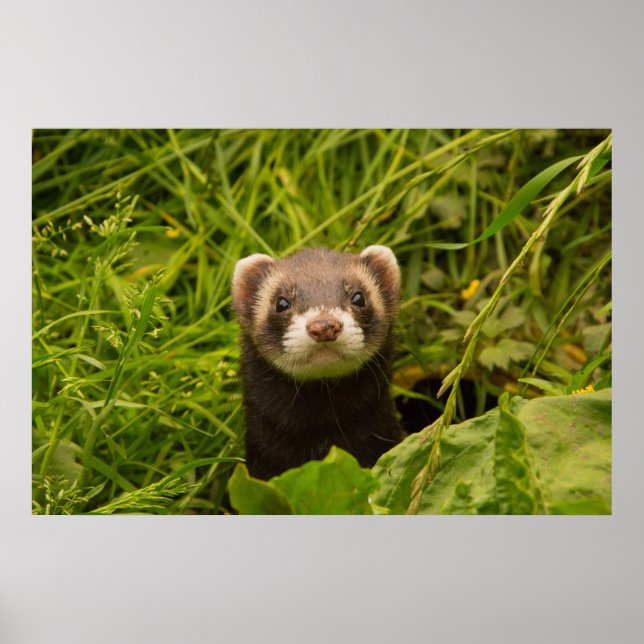 Cute Brown Ferret i Grass Poster (Framsidan)