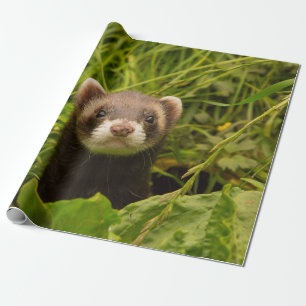 Cute Brown Ferret i Grass Presentpapper