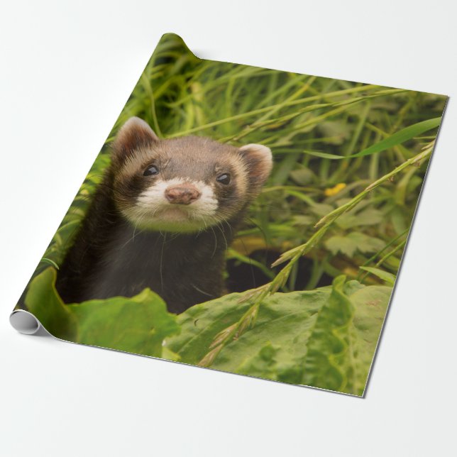 Cute Brown Ferret i Grass Presentpapper (Utrullad)