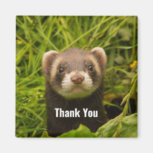 Cute Brown Ferret i Grass Tack Magnet