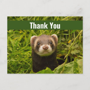 Cute Brown Ferret i Grass Tack Vykort