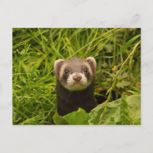 Cute Brown Ferret i Grass Vykort