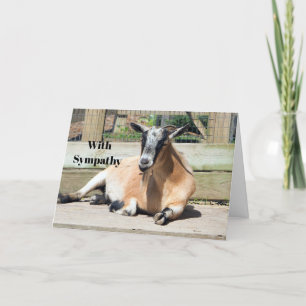 Cute Brown Goat Sleeping Photo Sympathy Kort