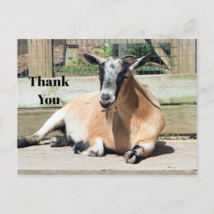 Cute Brown Goat Sleeping Photo Tack Vykort