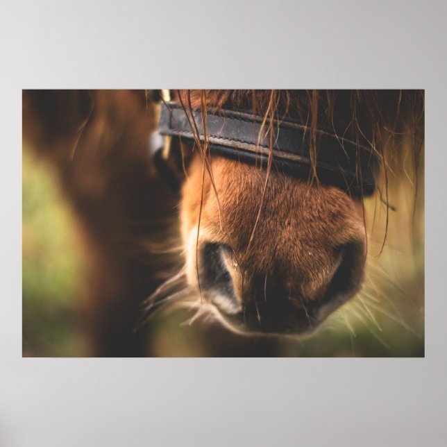 Cute Brown Horse Nose Poster (Framsidan)