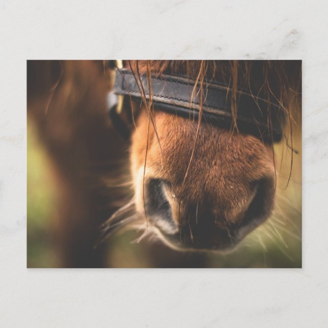 Cute Brown Horse Nose Vykort (Framsida)