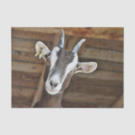 Cute Brown och White Goat Photo