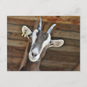 Cute Brown och White Goat Photo Vykort