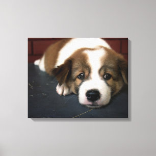 Cute Brown och White Puppy Canvastryck