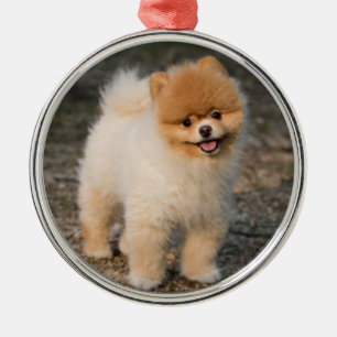 Cute Brown Pomeranian Puppy Hund Julgransprydnad Metall