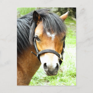 CUTE BROWN PONY VYKORT