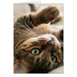 Cute Brown Spoted Bengal Cat Kitten Ljugande i Bed Hälsningskort