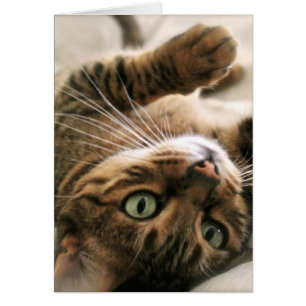 Cute Brown Spoted Bengal Cat Kitten Ljugande i Bed Hälsningskort