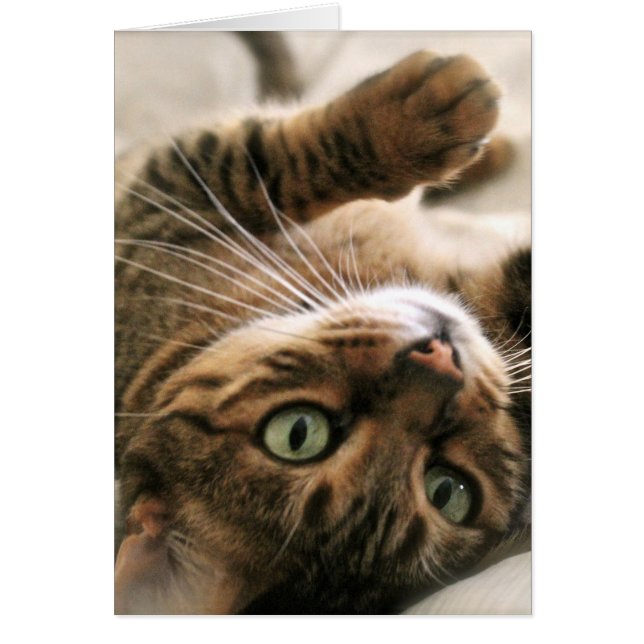 Cute Brown Spoted Bengal Cat Kitten Ljugande i Bed Hälsningskort (Framsidan)