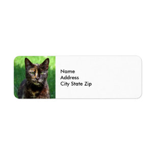 Cute Brown Tortoiseshell Cat Photo Returadress Etikett