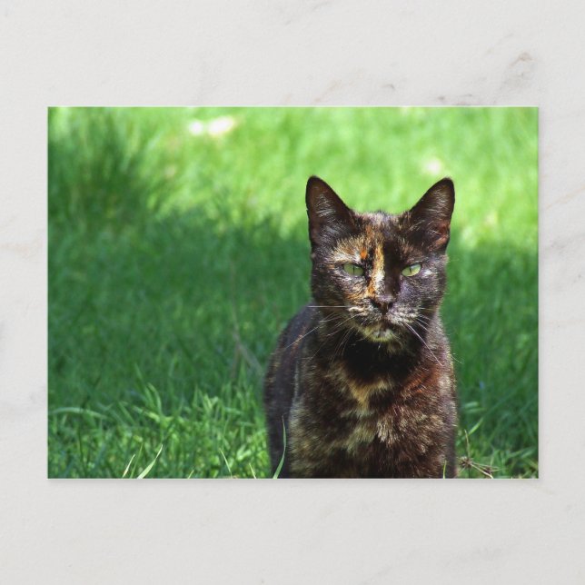 Cute Brown Tortoiseshell Cat Photo Vykort (Framsida)