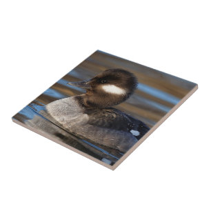 Cute Bufflehead Anka på Sunlit Vatten Kakelplatta