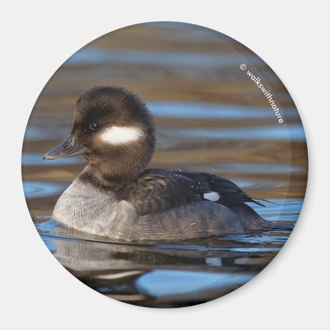 Cute Bufflehead Anka på Sunlit Vatten Magnet (Framsidan)