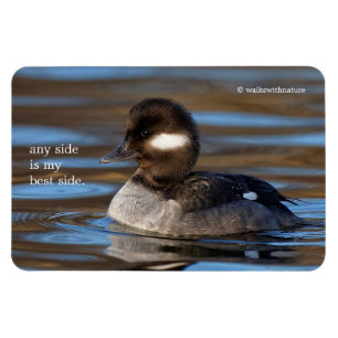 Cute Bufflehead Anka på Sunlit Vatten Magnet