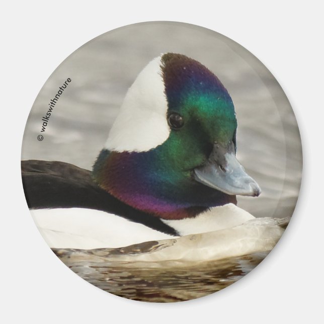 Cute Bufflehead Anka vid dammen Magnet (Framsidan)