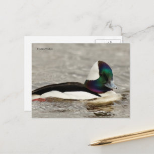 Cute Bufflehead Anka vid dammen Vykort